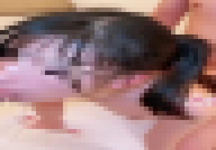 Gh6cmiTXLwUimgYc